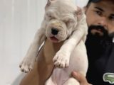DOGO ARGENTİNO TÜRKİYE