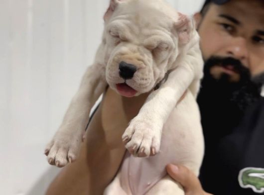 Dogo Argenti̇no Türki̇ye