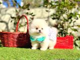 Pomeranian Boo Ayi Surat En Mini Yavrularımız