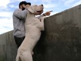 Dogo Argenti̇no Türki̇ye