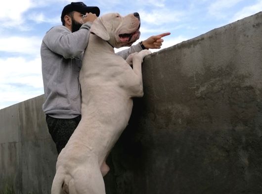 Dogo Argenti̇no Türki̇ye görsel