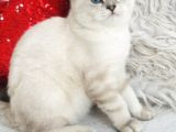 Shorthair Dişi Yavrular