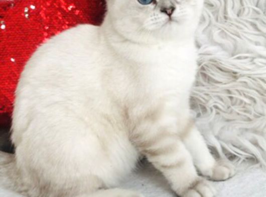 Shorthair Dişi Yavrular görsel