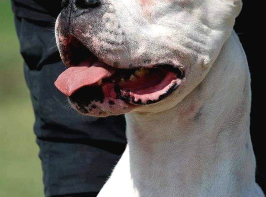 Dogo Argenti̇no Türki̇ye görsel