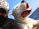 DOGO ARGENTİNO TÜRKİYE