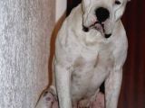 Dogo Argenti̇no Türki̇ye