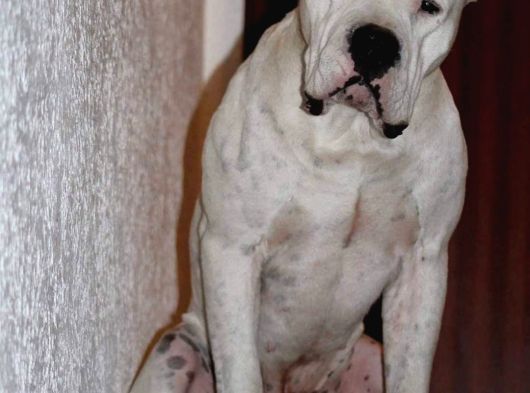 Dogo Argenti̇no Türki̇ye görsel