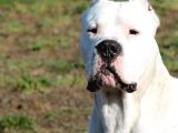 DOGO ARGENTİNO TÜRKİYE