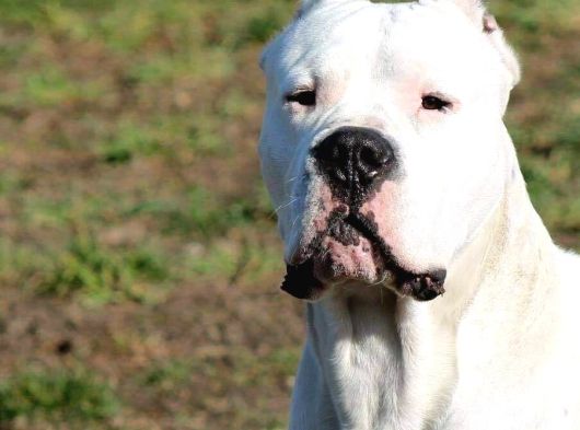 Dogo Argenti̇no Türki̇ye