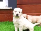 Oyuncu ve Sevimli Golden Yavrularımız