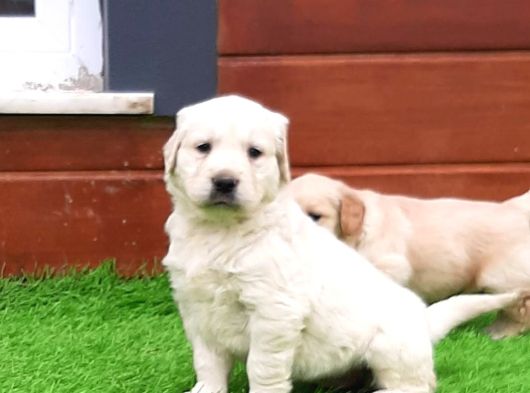 Oyuncu ve Sevimli Golden Yavrularımız