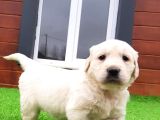Oyuncu Ve Sevimli Golden Yavrularımız