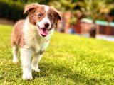 Kızıl Kahve Enfes Border Collie Yavruları