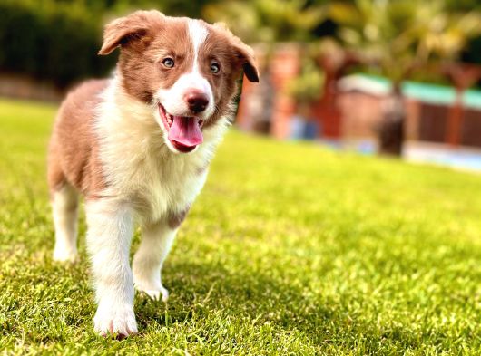 Kızıl Kahve Enfes Border Collie Yavruları