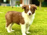 Kızıl Kahve Enfes Border Collie Yavruları