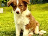 Kızıl Kahve Enfes Border Collie Yavruları