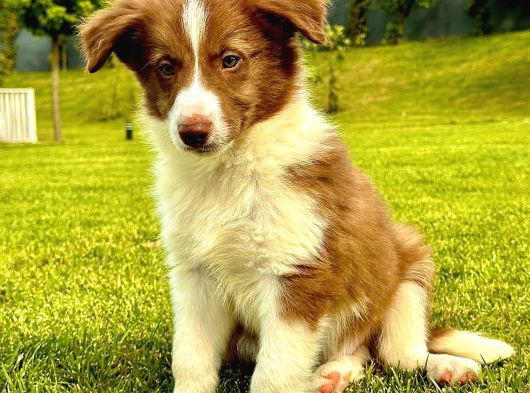 Kızıl Kahve Enfes Border Collie Yavruları görsel