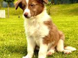 Kızıl Kahve Enfes Border Collie Yavruları