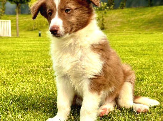 Kızıl Kahve Enfes Border Collie Yavruları görsel