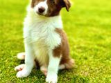 Kızıl Kahve Enfes Border Collie Yavruları