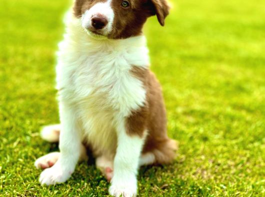 Kızıl Kahve Enfes Border Collie Yavruları görsel