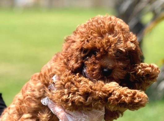 Kalite Ve Güvenin Adresiden Toy Poodle Yavruları görsel
