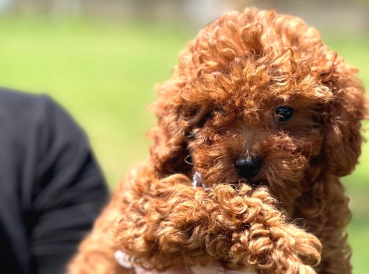 Kalite ve Güvenin Adresiden Toy Poodle Yavruları