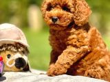 Kalite Ve Güvenin Adresiden Toy Poodle Yavruları