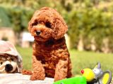 Kalite Ve Güvenin Adresiden Toy Poodle Yavruları