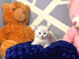 A Kalite British Shorthair Yavrularımız