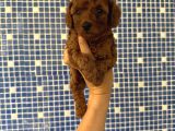 Irk Ve Sağlık Garantili Poodle Bebekler