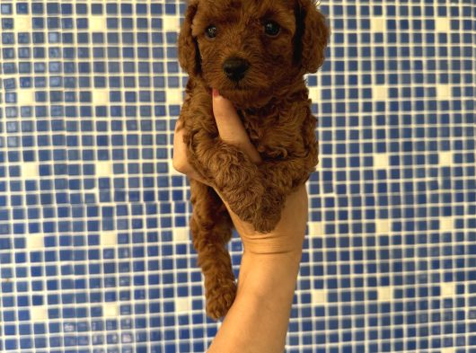 Irk Ve Sağlık Garantili Poodle Bebekler görsel