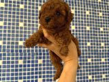 Irk Ve Sağlık Garantili Poodle Bebekler