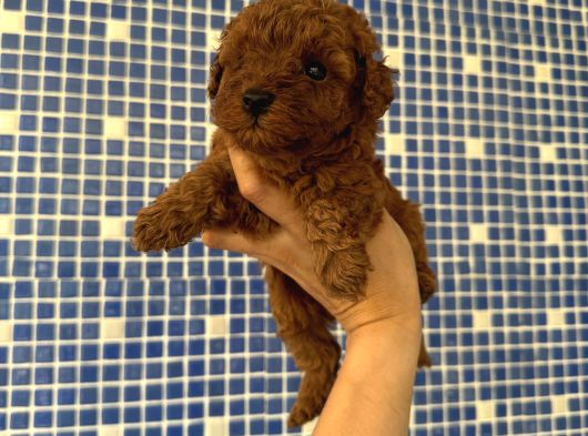 Irk Ve Sağlık Garantili Poodle Bebekler görsel