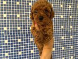 Irk Ve Sağlık Garantili Poodle Bebekler