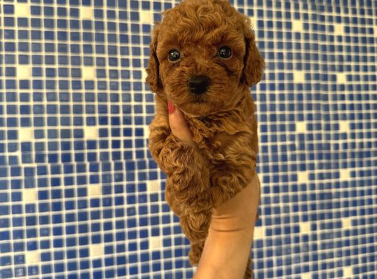 Irk Ve Sağlık Garantili Poodle Bebekler görsel