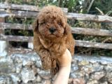 Irk Ve Sağlık Garantili Poodle Bebekler
