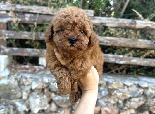 Irk Ve Sağlık Garantili Poodle Bebekler görsel