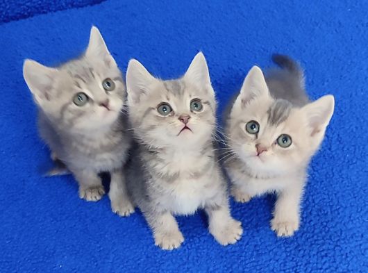 Vi̇skas Bri̇ti̇sh Şorthai̇r Güzelli̇kler Yeni̇ Yuvasini Ariyor görsel