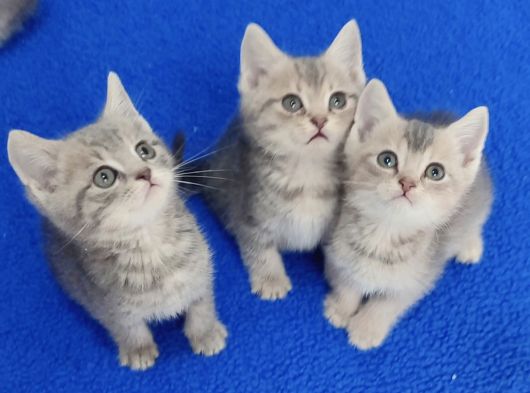 Vi̇skas Bri̇ti̇sh Şorthai̇r Güzelli̇kler Yeni̇ Yuvasini Ariyor görsel