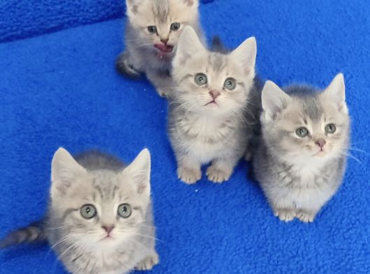 Vi̇skas Bri̇ti̇sh Şorthai̇r Güzelli̇kler Yeni̇ Yuvasini Ariyor görsel