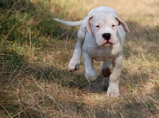 Dogo Argenti̇no Türki̇ye görsel