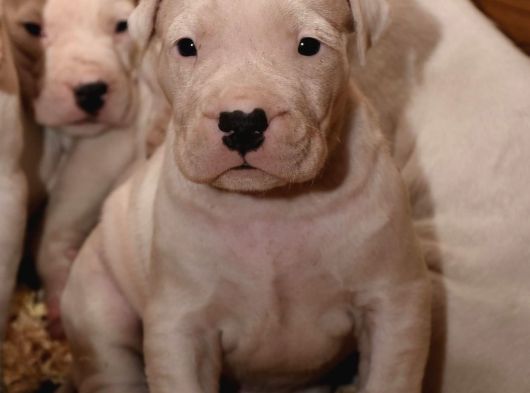 Dogo Argenti̇no Türki̇ye görsel