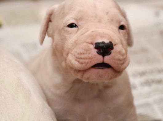 Dogo Argenti̇no Türki̇ye görsel
