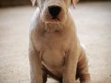 Dogo Argenti̇no Türki̇ye