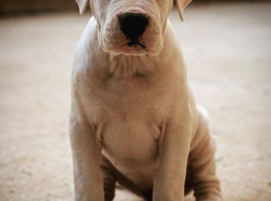 Dogo Argenti̇no Türki̇ye görsel