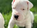DOGO ARGENTİNO TÜRKİYE