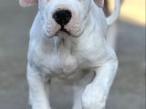 Dogo Argenti̇no Türki̇ye