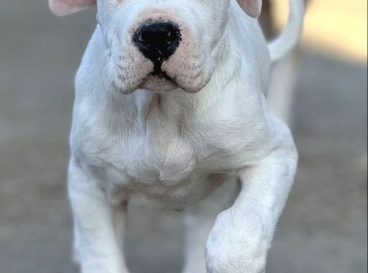 Dogo Argenti̇no Türki̇ye görsel