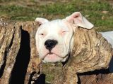 Dogo Argenti̇no Türki̇ye